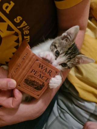 Illustration de l'article : 20 photos montrant pourquoi il est impossible de ne pas adopter un chat