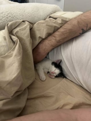 Illustration de l'article : 20 photos montrant pourquoi il est impossible de ne pas adopter un chat