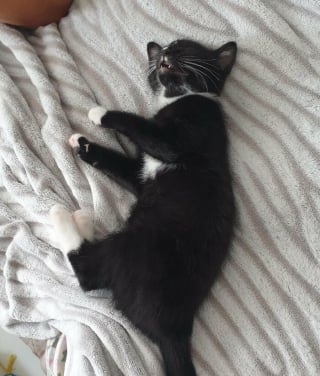 Illustration de l'article : 20 photos montrant pourquoi il est impossible de ne pas adopter un chat