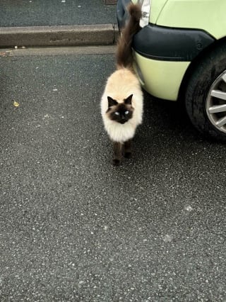 Illustration de l'article : 20 photos montrant pourquoi il est impossible de ne pas adopter un chat