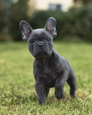 Illustration de l'article : 20 photos montrant pourquoi le chien est le meilleur compagnon de l’Homme