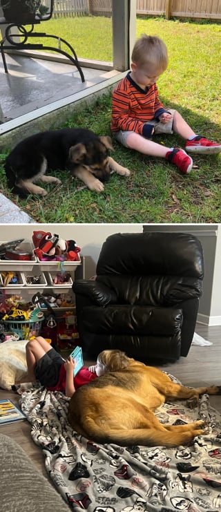 Illustration de l'article : 20 photos montrant pourquoi le chien est le meilleur compagnon de l’Homme