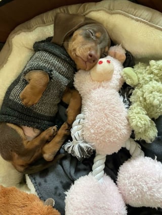 Illustration de l'article : 20 photos montrant pourquoi le chien est le meilleur compagnon de l’Homme