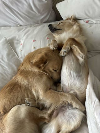 Illustration de l'article : 20 photos montrant pourquoi le chien est le meilleur compagnon de l’Homme