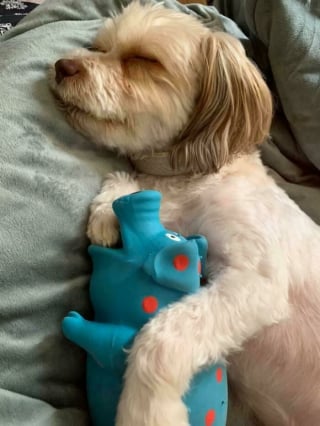 Illustration de l'article : 20 photos montrant pourquoi le chien est le meilleur compagnon de l’Homme