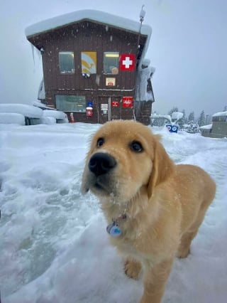 Illustration de l'article : 20 photos montrant pourquoi le chien est le meilleur compagnon de l’Homme