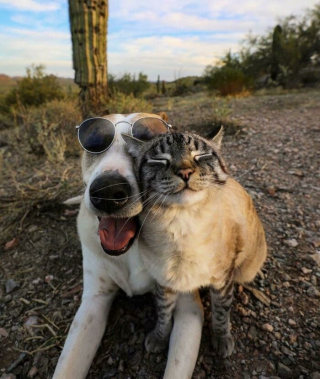 Illustration de l'article : 20 photos montrant pourquoi le chien est le meilleur compagnon de l’Homme