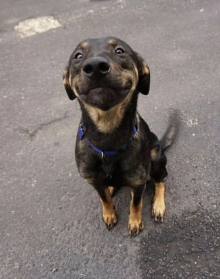 Illustration de l'article : 20 photos montrant pourquoi le chien est le meilleur compagnon de l’Homme