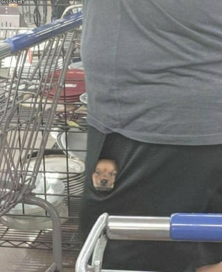 Illustration de l'article : 20 photos montrant pourquoi le chien est le meilleur compagnon de l’Homme