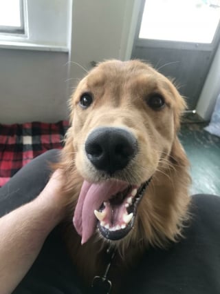 Illustration de l'article : 20 photos montrant pourquoi le chien est le meilleur compagnon de l’Homme