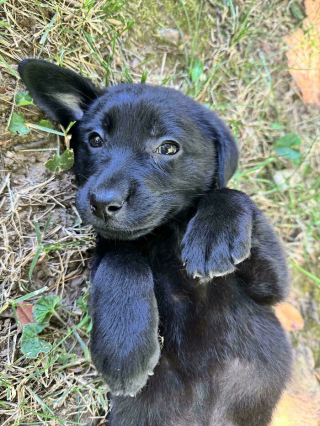 Illustration de l'article : 20 photos montrant pourquoi le chien est le meilleur compagnon de l’Homme