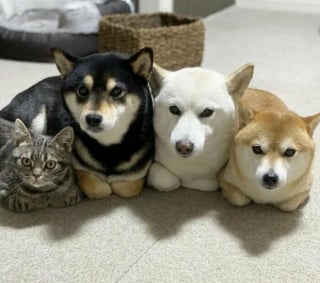 Illustration de l'article : 20 photos montrant pourquoi le chien est le meilleur compagnon de l’Homme