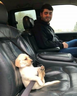 Illustration de l'article : 20 photos montrant pourquoi le chien est le meilleur compagnon de l’Homme