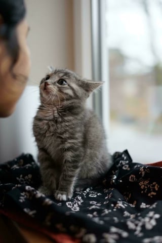 Illustration de l'article : 18 photos de chats qui vont vous rendre heureux pour la journée