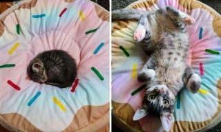 Illustration de l'article : 18 photos de chats qui vont vous rendre heureux pour la journée