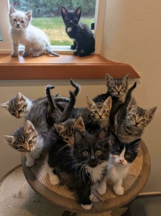 Illustration de l'article : 18 photos de chats qui vont vous rendre heureux pour la journée