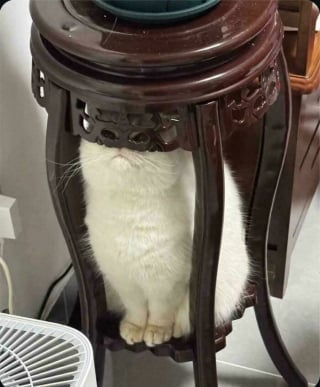 Illustration de l'article : 18 photos de chats qui vont vous rendre heureux pour la journée