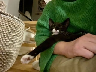 Illustration de l'article : 18 photos de chats qui vont vous rendre heureux pour la journée