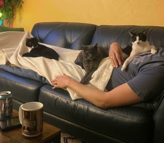 Illustration de l'article : 18 photos de chats qui vont vous rendre heureux pour la journée