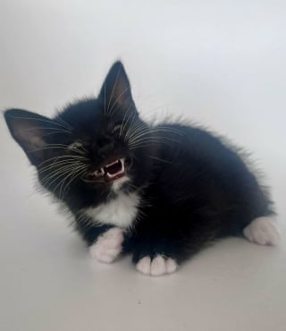Illustration de l'article : 18 photos de chats qui vont vous rendre heureux pour la journée