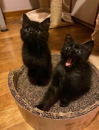 Illustration de l'article : 18 photos de chats qui vont vous rendre heureux pour la journée