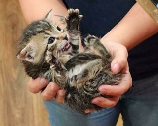 Illustration de l'article : 18 photos de chats qui vont vous rendre heureux pour la journée