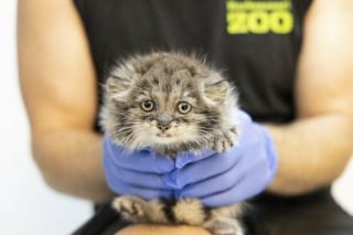 Illustration de l'article : 18 photos de chats qui vont vous rendre heureux pour la journée