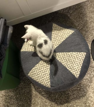 Illustration de l'article : 18 photos de chats qui vont vous rendre heureux pour la journée