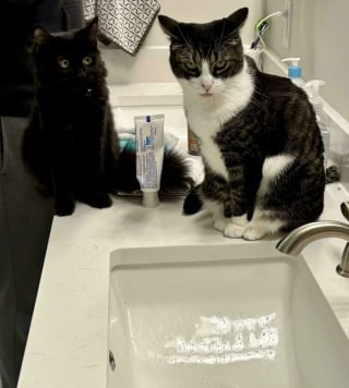 Illustration de l'article : 18 photos de chats qui vont vous rendre heureux pour la journée