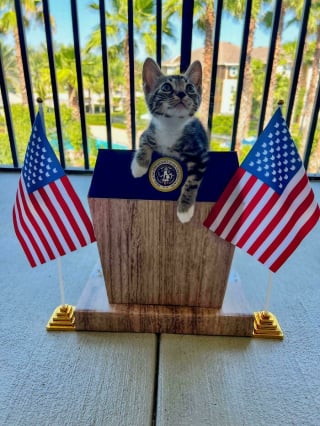 Illustration de l'article : 18 photos de chats qui vont vous rendre heureux pour la journée