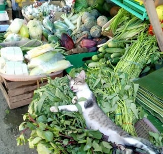 Illustration de l'article : 18 photos de chats qui vont vous rendre heureux pour la journée