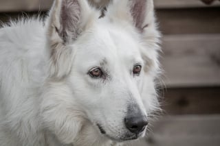 Illustration de l'article : 12 informations importantes à savoir à propos de l'odorat des chiens