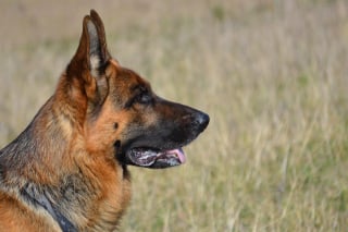 Illustration de l'article : 12 informations importantes à savoir à propos de l'odorat des chiens