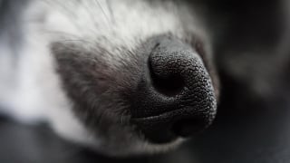 Illustration de l'article : 12 informations importantes à savoir à propos de l'odorat des chiens