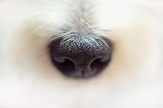 Illustration de l'article : 12 informations importantes à savoir à propos de l'odorat des chiens