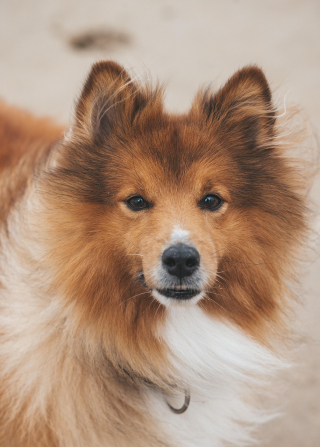 Illustration de l'article : 12 informations importantes à savoir à propos de l'odorat des chiens