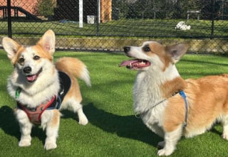 Illustration de l'article : Autrefois condamné à vivre sur un balcon étroit, ce Corgi ne connaîtra plus jamais la solitude