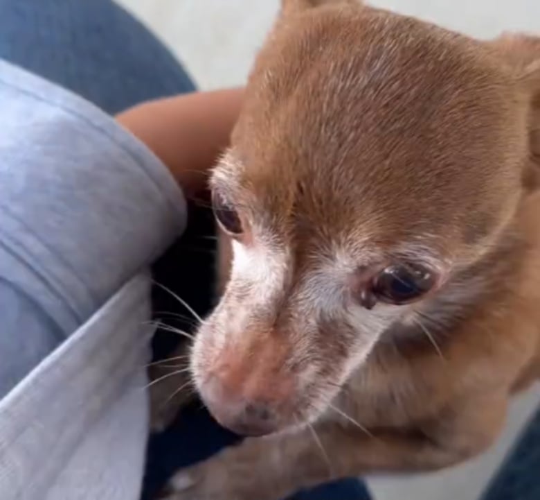 Illustration de l'article : Cette femme découvre le véritable nom de son chien d’adoption et voit aussitôt la différence quand elle l’appelle (vidéo)