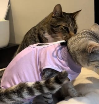 Illustration de l'article : Plutôt que de la rejeter comme le craignait le vétérinaire, ce chat affiche une attitude touchante à l'égard de sa soeur récemment opérée (vidéo)