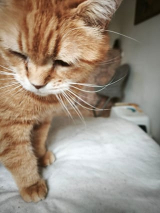 Illustration de l'article : « Il s’est retrouvé à la rue lorsque sa propriétaire est partie à l’hôpital », ce chat endeuillé rêve d’une nouvelle famille à aimer