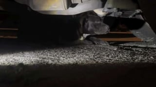 Illustration de l'article : L'amour transforme un chien malade au regard désespéré, qui se cachait sous une voiture en attendant la fin
