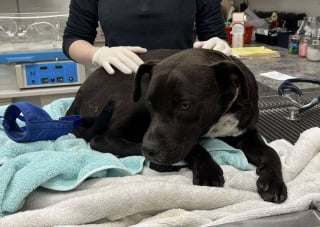 Illustration de l'article : L'amour transforme un chien malade au regard désespéré, qui se cachait sous une voiture en attendant la fin