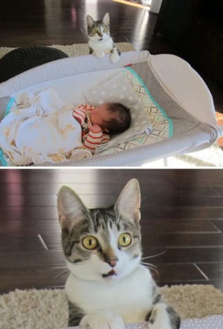 Illustration de l'article : 17 photos hilarantes qui prouvent à quel point les chats sont de parfaits petits comédiens