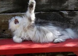 Illustration de l'article : 17 photos hilarantes qui prouvent à quel point les chats sont de parfaits petits comédiens