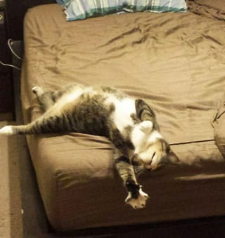 Illustration de l'article : 17 photos hilarantes qui prouvent à quel point les chats sont de parfaits petits comédiens