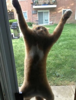 Illustration de l'article : 17 photos hilarantes qui prouvent à quel point les chats sont de parfaits petits comédiens