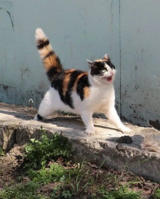 Illustration de l'article : 17 photos hilarantes qui prouvent à quel point les chats sont de parfaits petits comédiens
