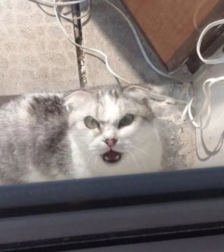 Illustration de l'article : 17 photos hilarantes qui prouvent à quel point les chats sont de parfaits petits comédiens