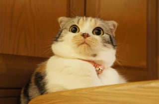 Illustration de l'article : 17 photos hilarantes qui prouvent à quel point les chats sont de parfaits petits comédiens