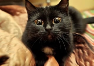 Illustration de l'article : 17 photos hilarantes qui prouvent à quel point les chats sont de parfaits petits comédiens